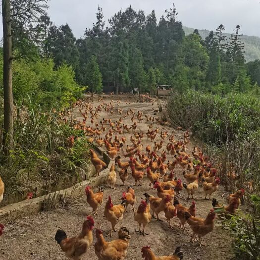 周宁县高山散养土鸡