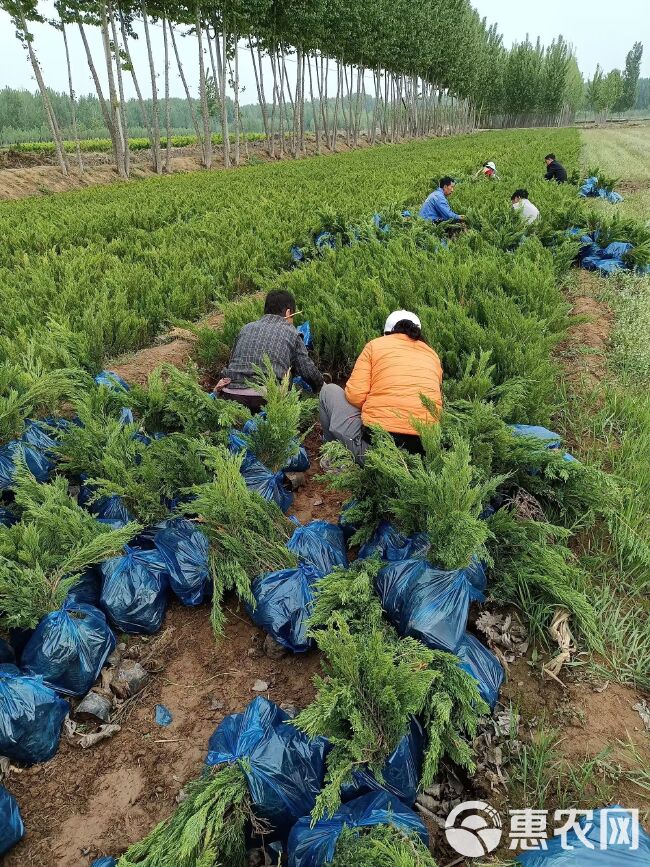 沙地柏 40公分以上现货供应 有需要的老板联系 自家苗圃