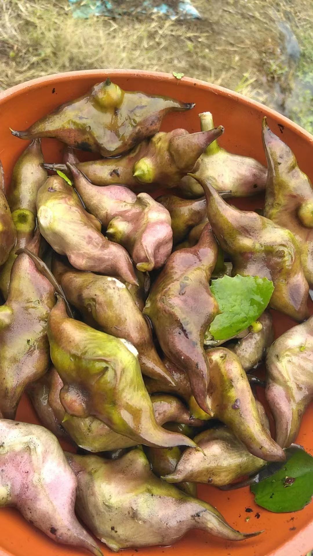 家菱