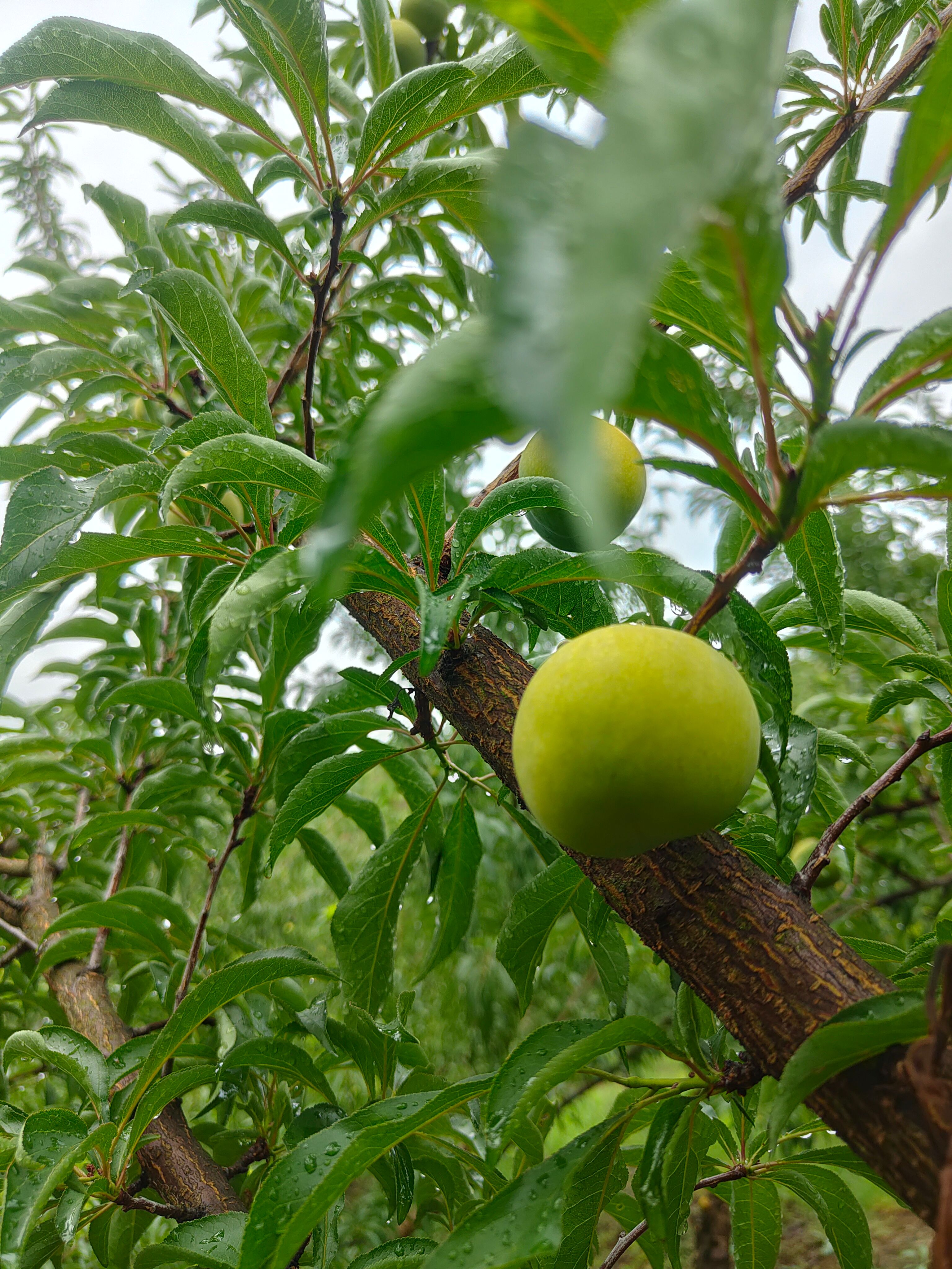 贵州特产蜂糖李
