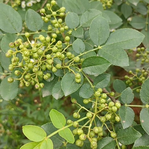 枝江市湖北枝江花椒