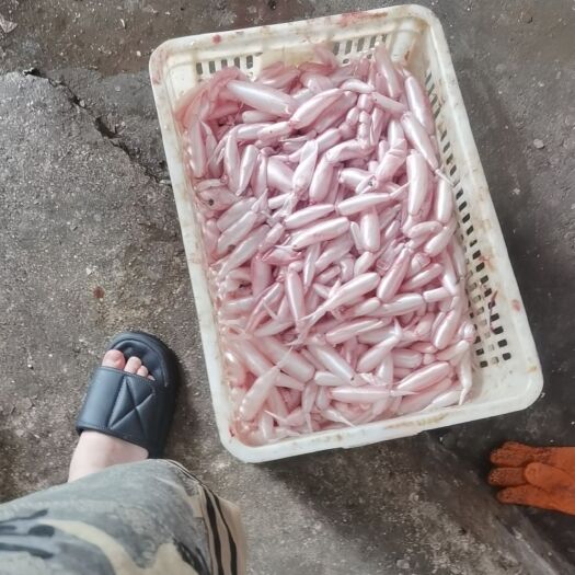 岳阳翘嘴鱼泡，现货，50斤起