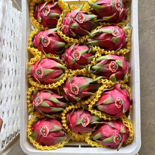 蒲城县红心火龙果