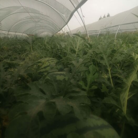华阴市田王西瓜30吨出售