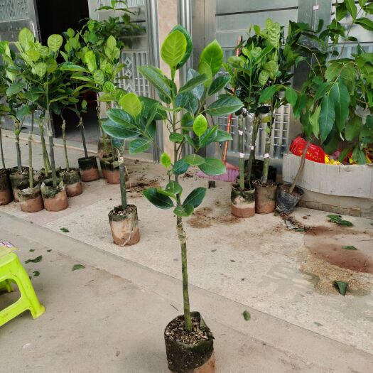 灵山县金菠萝蜜苗 果皮薄 无胶不粘手 肉甜而不腻 口齿留香，