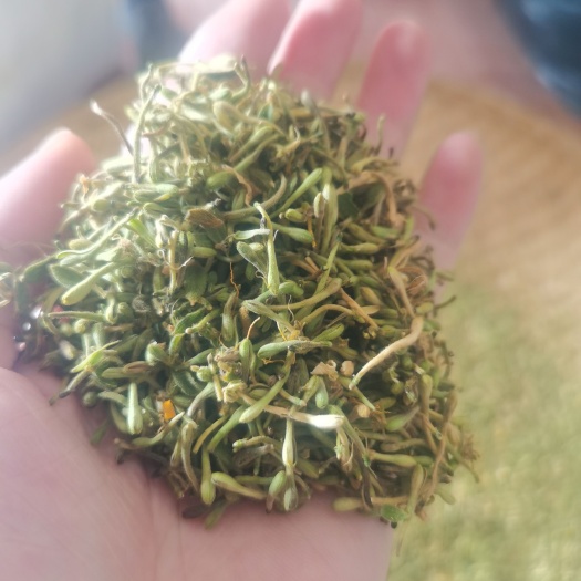 原生金银花花蕾，靓货，干净