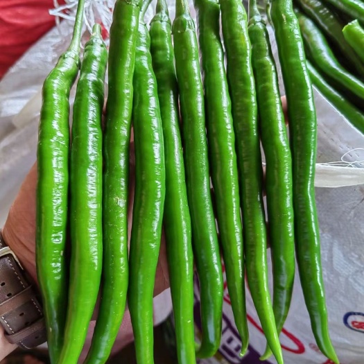 福泉市贵州高山青椒，主营3号椒，螺丝椒，二荆条等