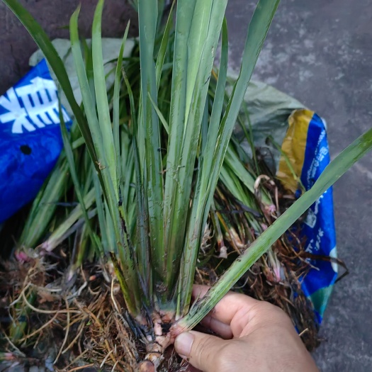 石苍蒲苗