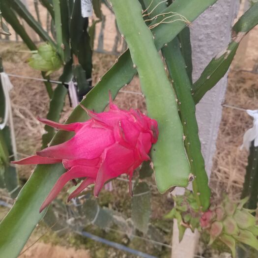 惠州火龙果