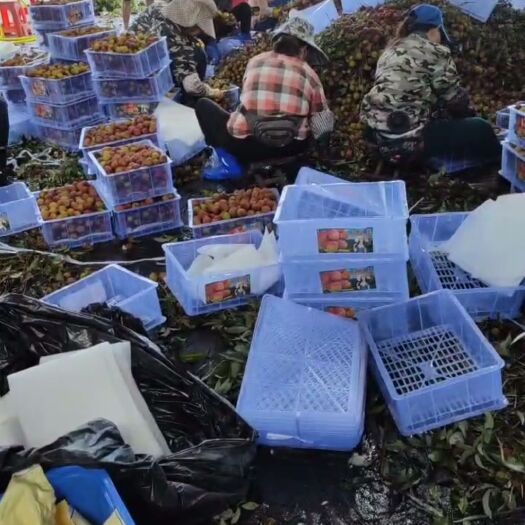 阳西县荔枝:妃子笑丶桂味丶玉何苞等，量大，靓！