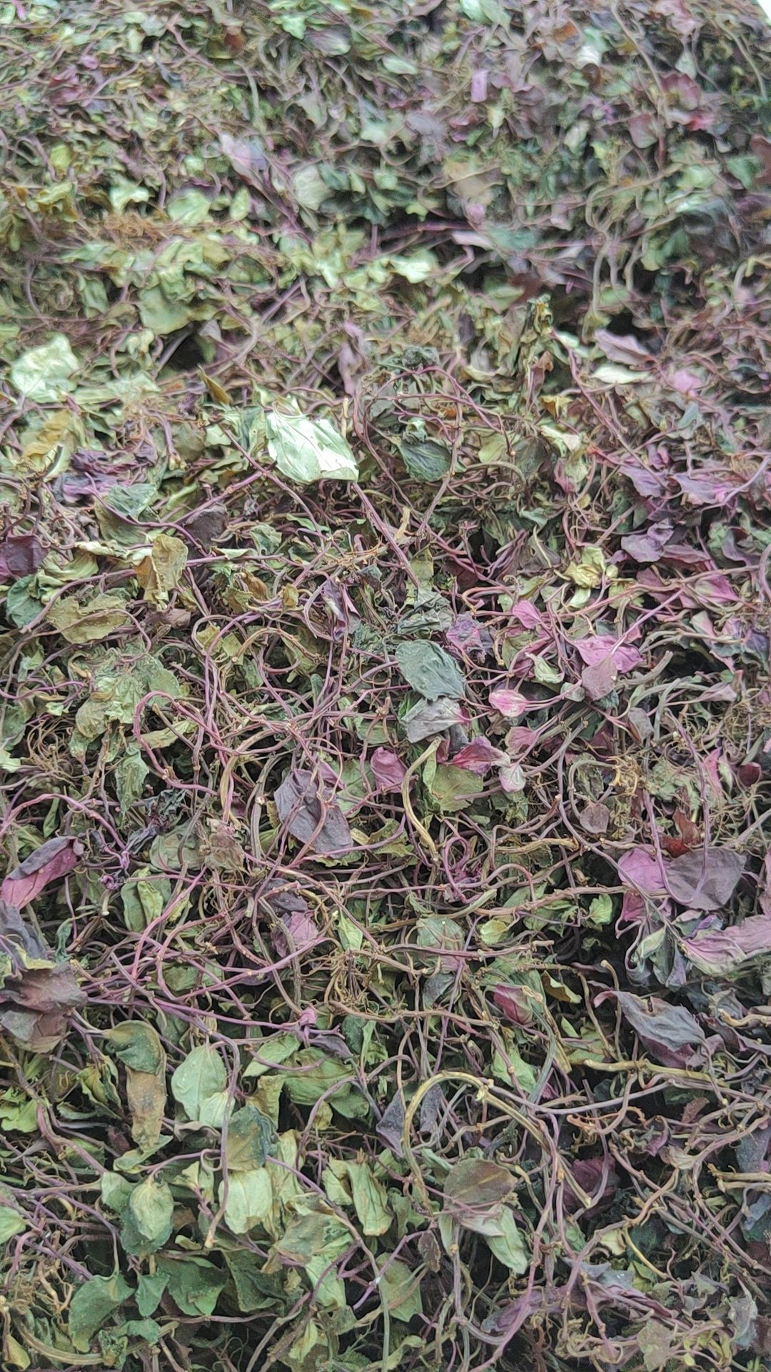 风柜斗草，风鼓草，风骨草