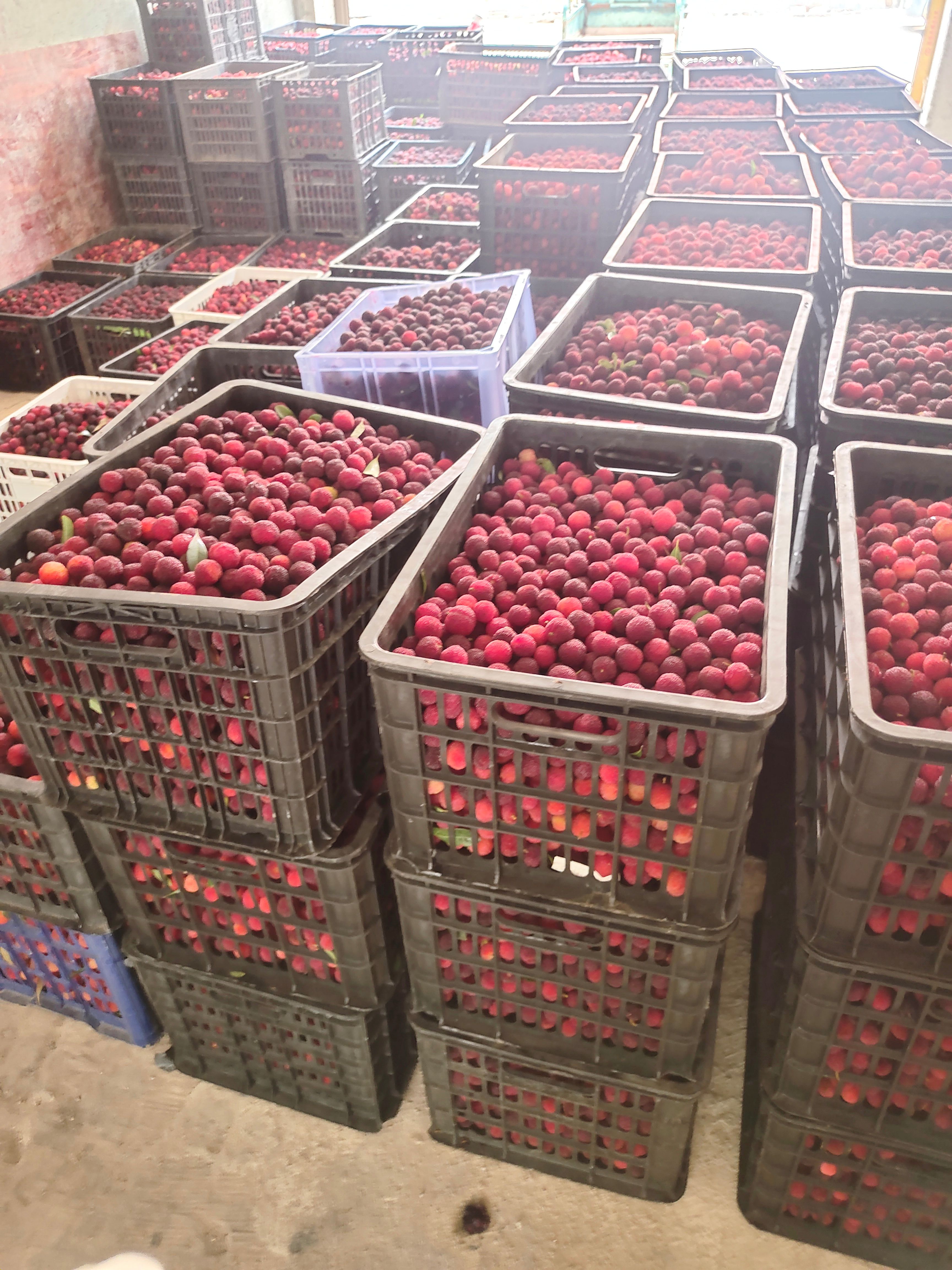 湖南靖州杨梅产地直销代办加工果酿酒杨梅市场鲜货一件代发超值