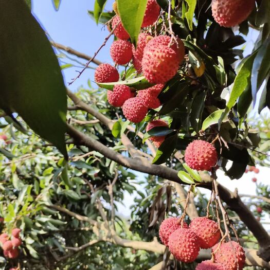东莞市桂味 糯米糍