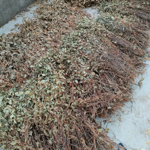 今年新货鱼腥草可切段扎把磨粉按需发货