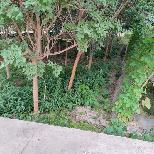 彭州市红花紫薇树