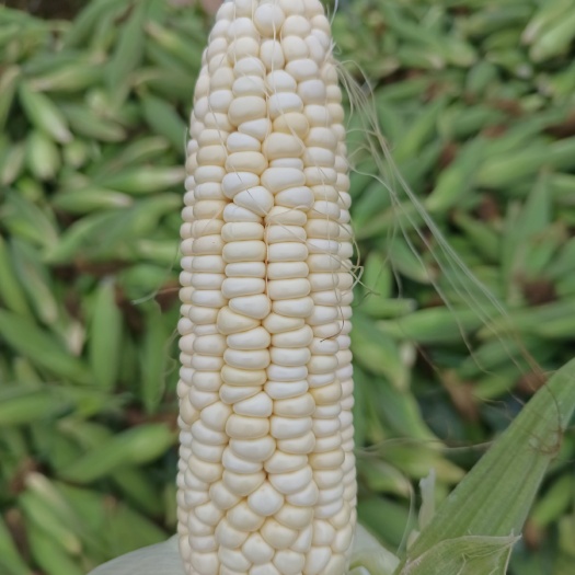 糯玉米