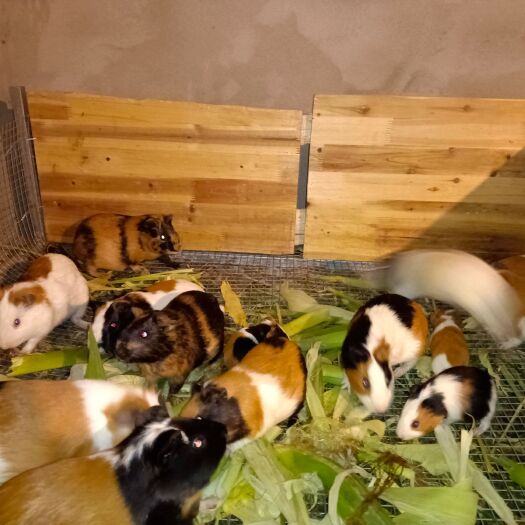 德阳荷兰猪 彩豚  豚鼠 双色三色