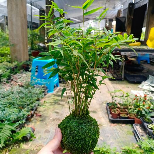南靖县姬翠竹盆栽  米竹盆栽苔藓球米竹青轴力绿植竹苗四季常青水培盆
