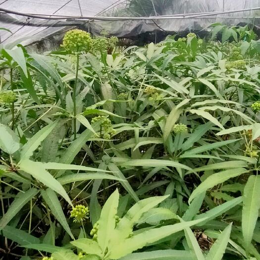 龙陵县云南高产量竹节参种子