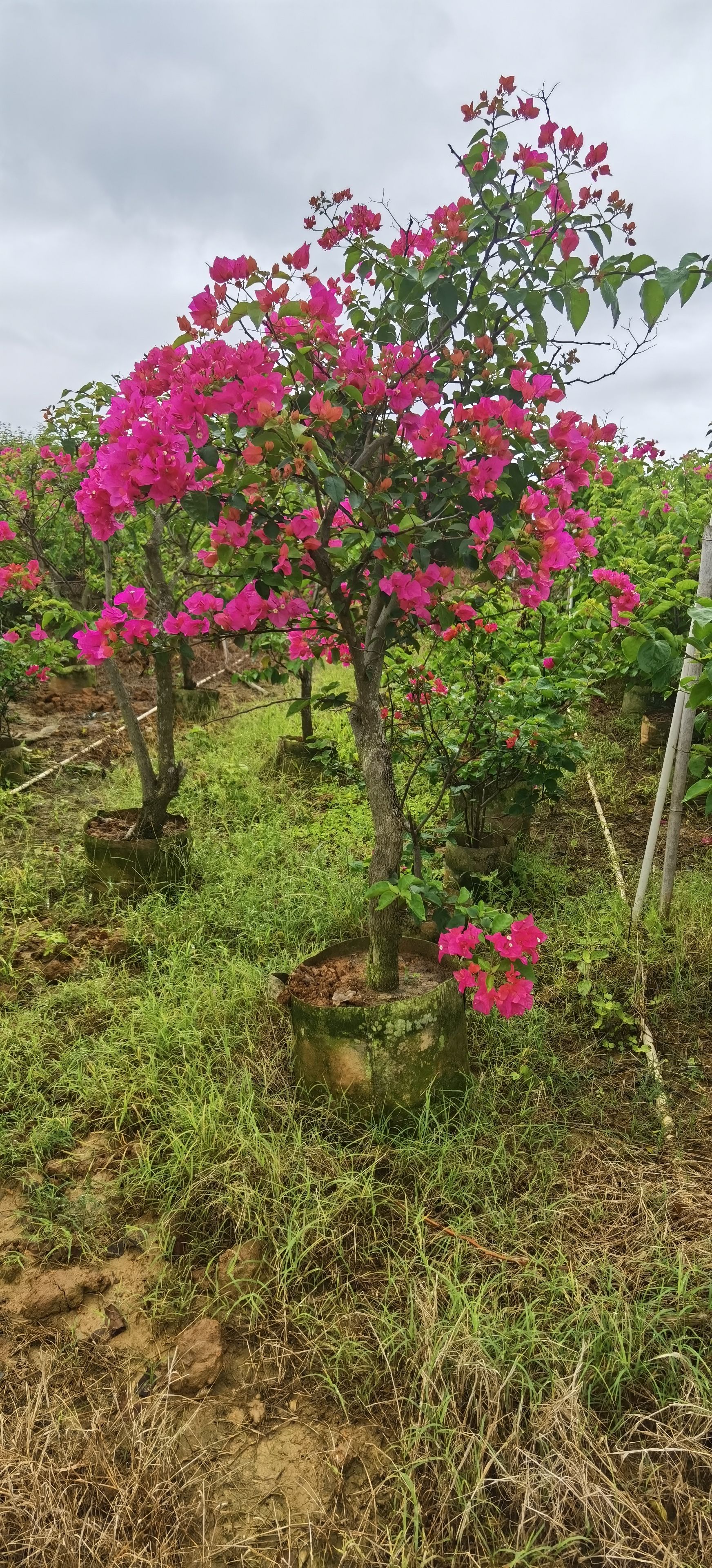 水红色大红色紫色三角梅