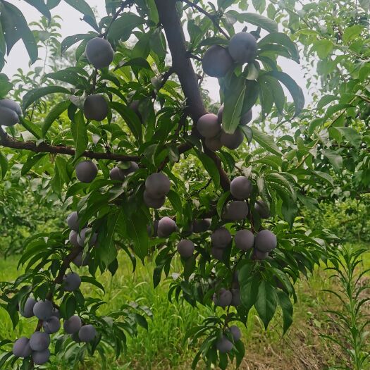 眉山果子圆润果香浓郁饱满，晶莹剔透，果皮紫红，脆甜化渣