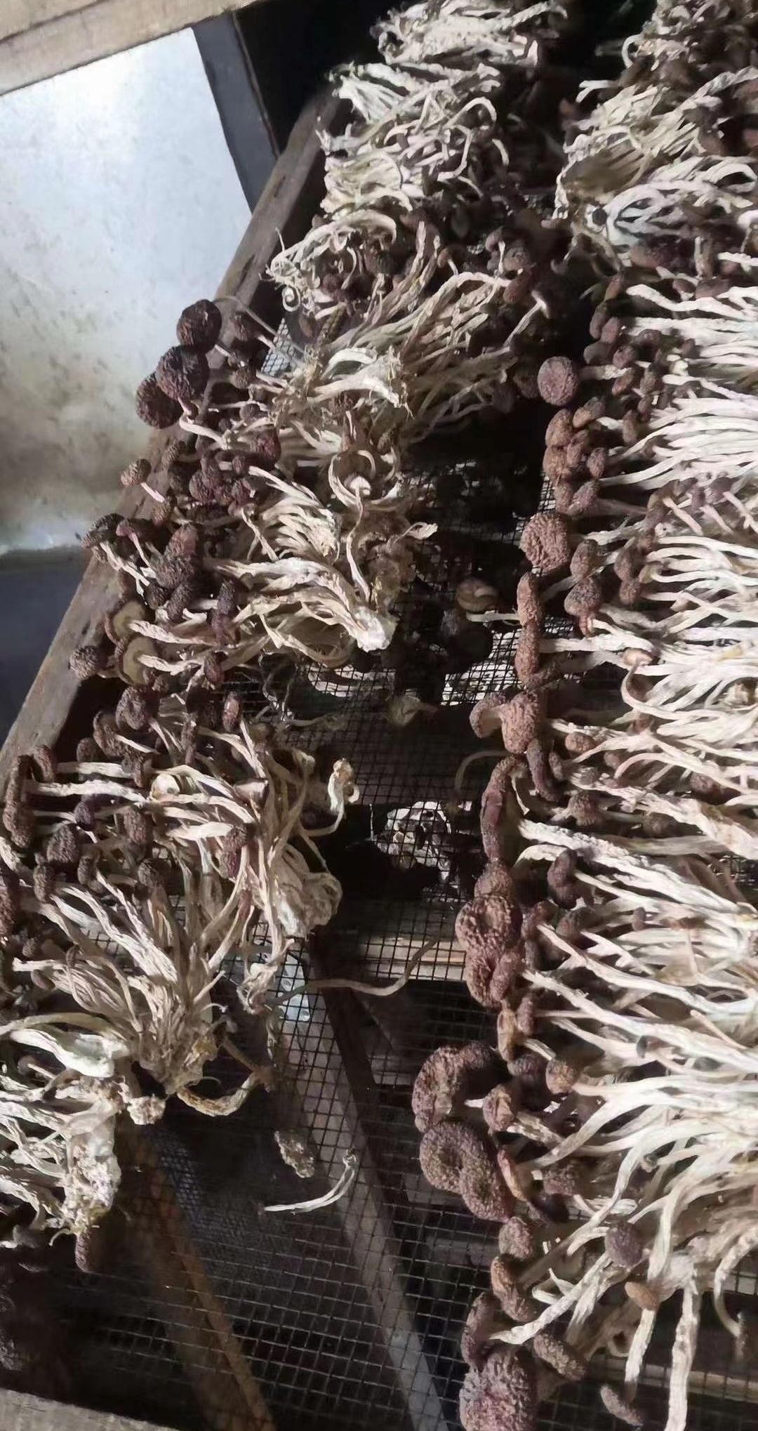 产地直销批发 茶树菇3号干货捆把烘干江西5号菌菇扎把剪根