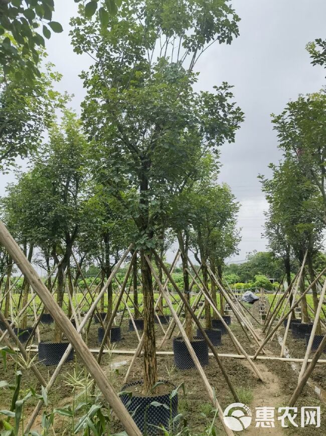 供应多花和少花黄花风铃木 骨架袋苗 土球结实欢迎现场选货