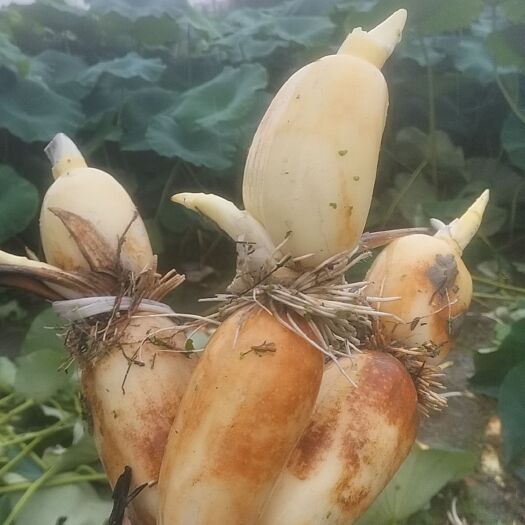 新余精品珍珠