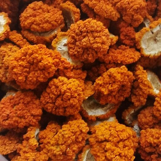 叶县平价彝珍金耳菌