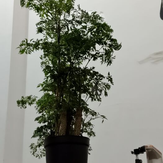 海口新品细叶福禄桐绿植四季青绿上档次吸甲醛净化空气懒人盆栽室内