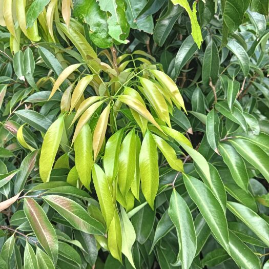 陆川县荔枝直生苗