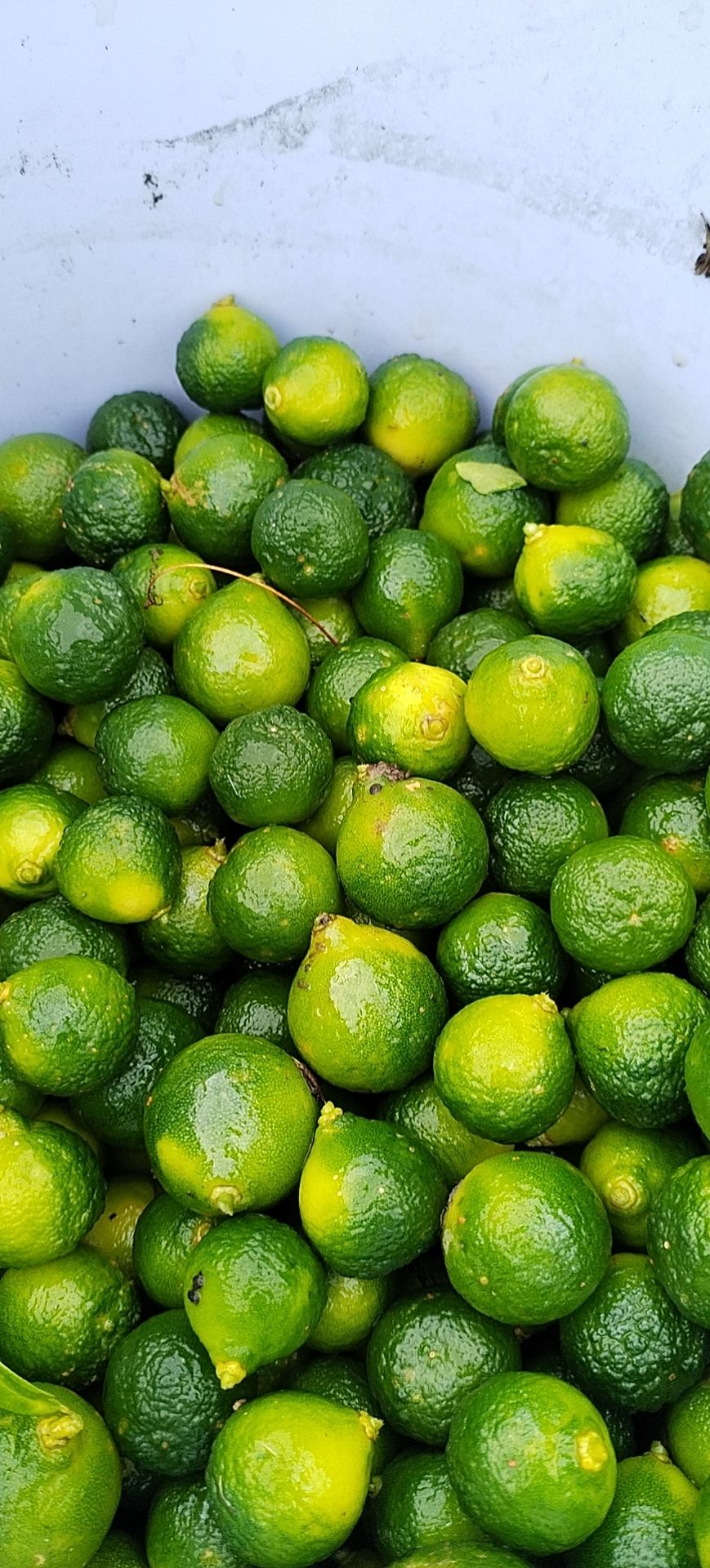 海南小金桔一件代发