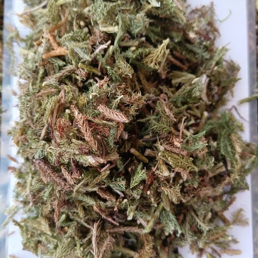 伸筋草中草药别名舒筋草大顺筋藤大伸筋百部伸筋