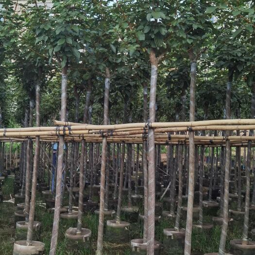 普宁市黄花风铃木 多花黄花风铃木 5-8-10-12-15公分袋苗