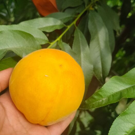 扶沟县六月黄金蜜桃