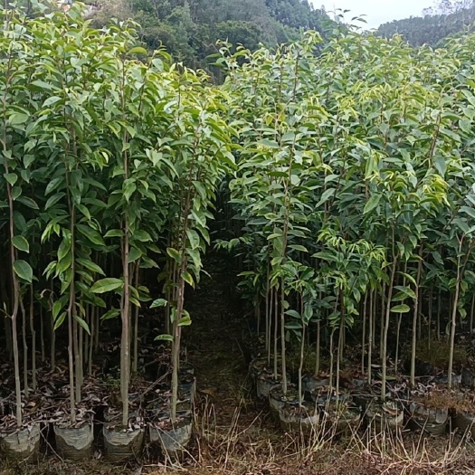 化州市农业种植原生沉香苗原土带杯基地直发