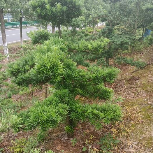 九江罗汉松