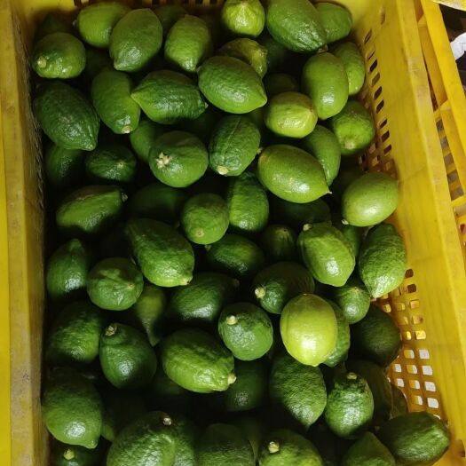 信宜市广东无籽香水柠檬