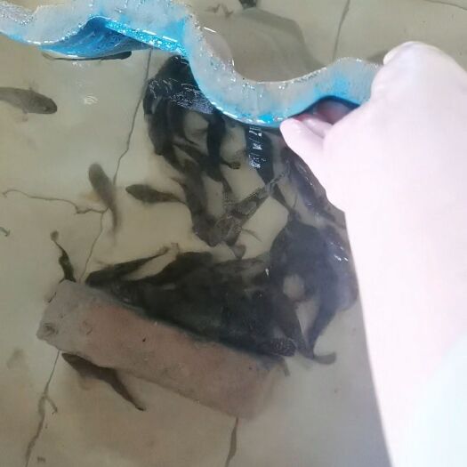 潜江市出售中大规格的沙塘鳢，有需要的联系我，预计有400斤。