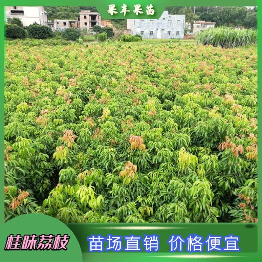 桂味荔枝树苗简介图片种植技术