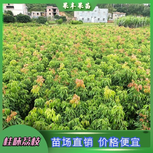 灵山县桂味荔枝树苗简介图片种植技术