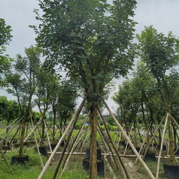 供应多花和少花黄花风铃木 骨架袋苗 土球结实欢迎现场选货