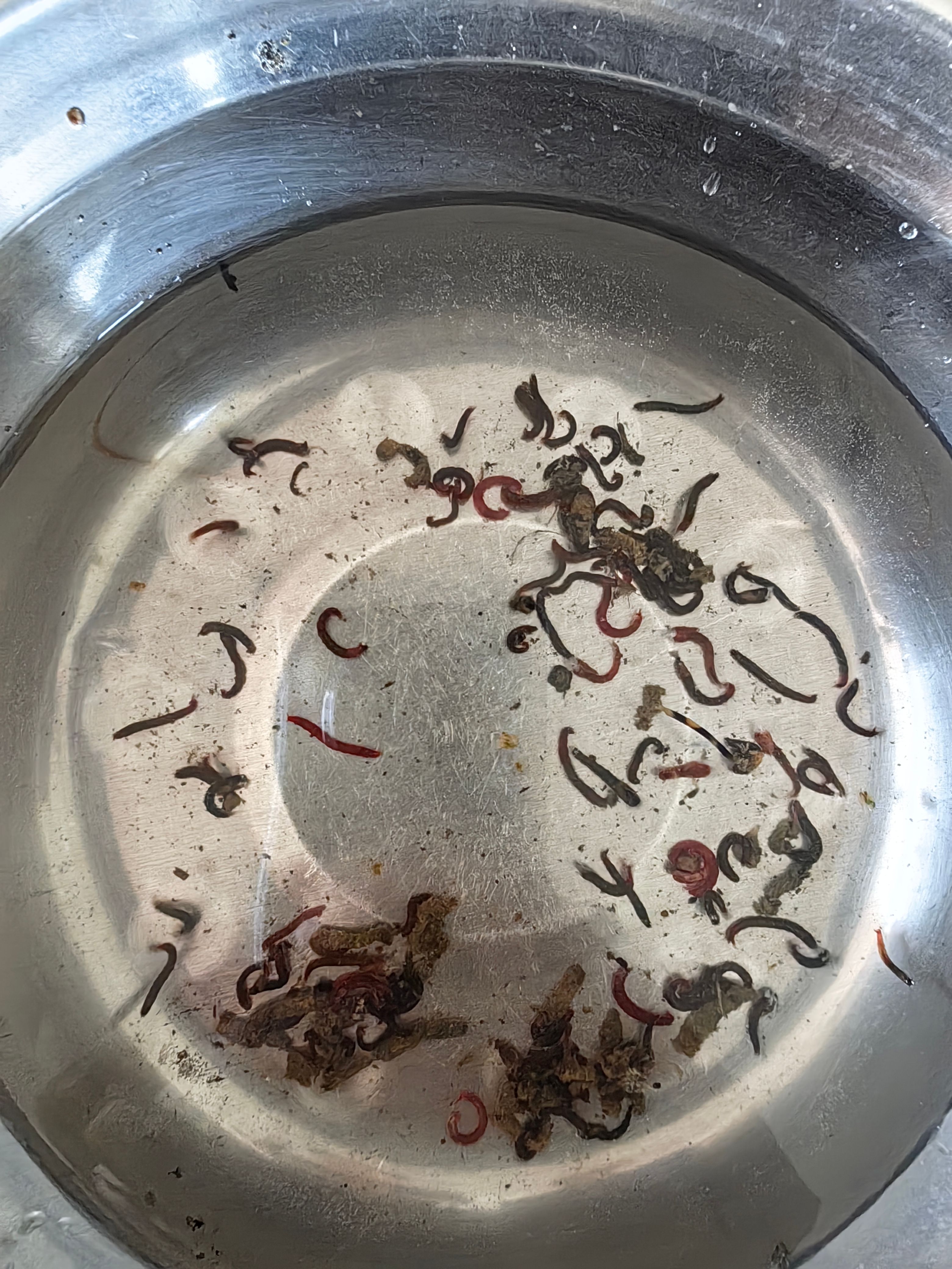 水蚤虫，丰年虫  大量出售