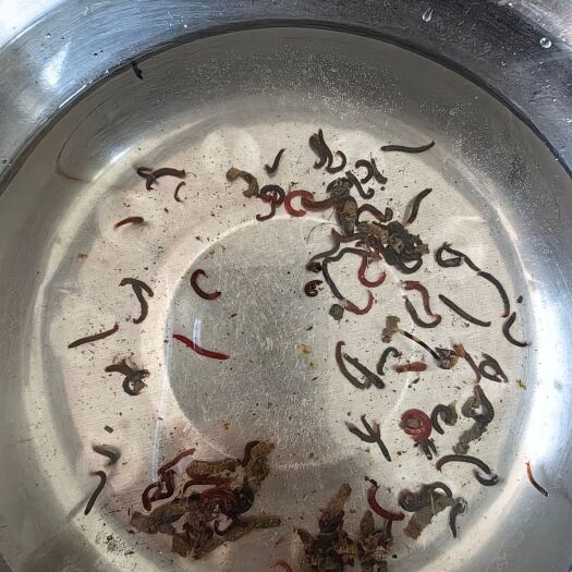 林甸县水蚤虫，丰年虫  大量出售