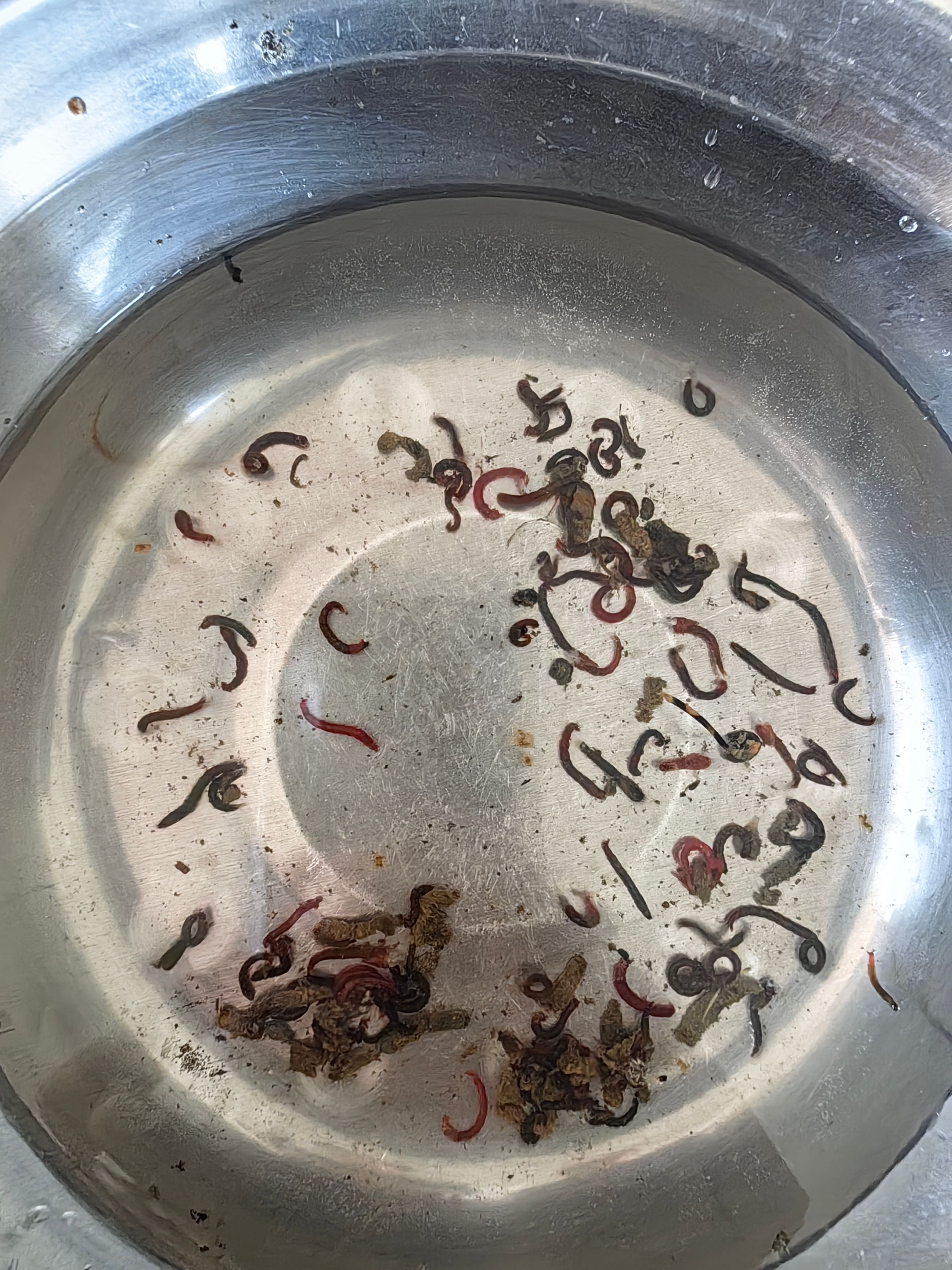 水蚤虫，丰年虫  大量出售