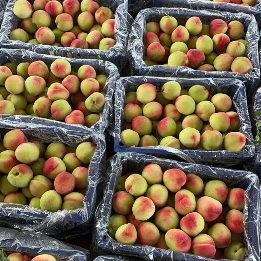 平乐县广西桂林美脆蜜桃大量出货，产地直发，欢迎对接