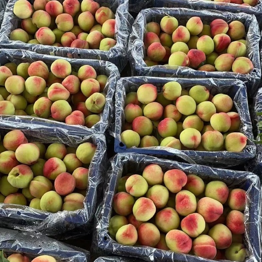 平樂(lè)縣廣西桂林美脆蜜桃大量出貨，產(chǎn)地直發(fā)，歡迎對(duì)接