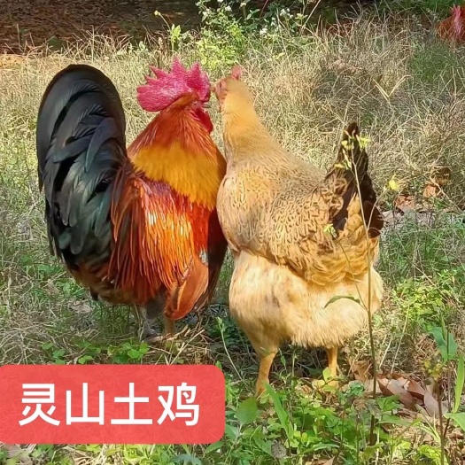 南宁灵山土鸡苗  桂香土鸡土1 土1.5  土2