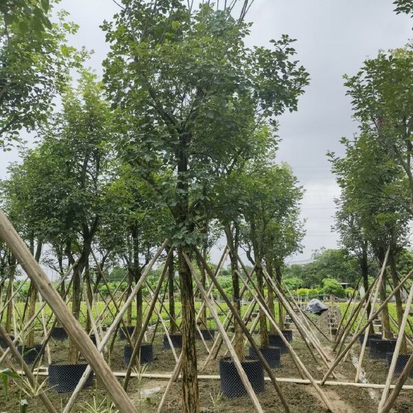 供应多花和少花黄花风铃木 骨架袋苗 土球结实欢迎现场选货