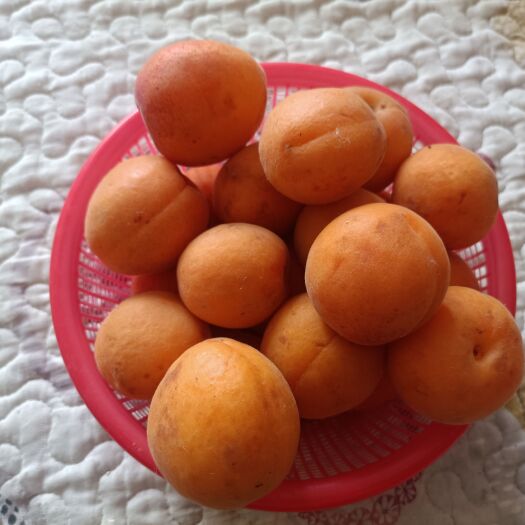 范县黄橙杏  优品